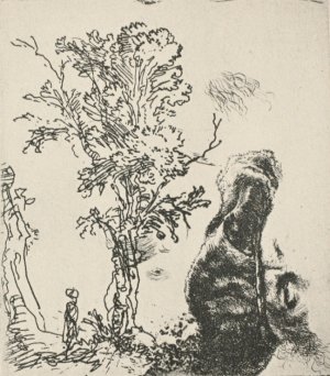 Sketch of a Tree by Rembrandt Van Rijn Oil Painting