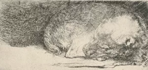 The Little Dog Sleeping by Rembrandt Van Rijn Oil Painting
