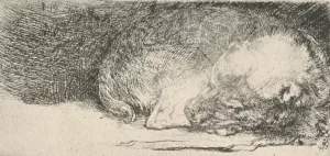 The Little Dog Sleeping Oil painting by Rembrandt Van Rijn