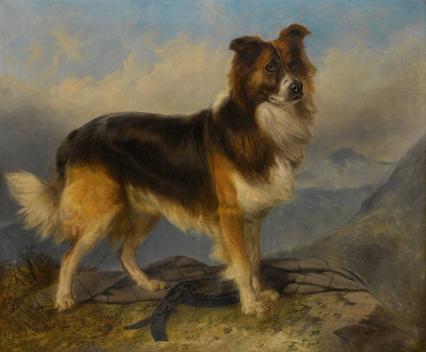 Main Product Photo of Sammie  Painting by Richard Ansdell