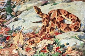 Copperhead And Coral Snake by Robert Bruce Horsfall Oil Painting