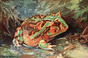 Horned Toad Of South America by Robert Bruce Horsfall Oil Painting