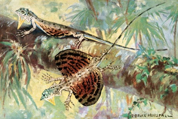 The Flying Dragon  by Robert Bruce Horsfall - Hand-Painted Oil Painting Reproduction