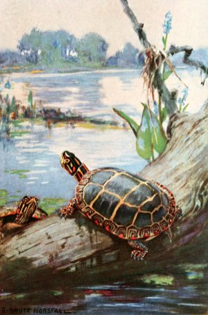 The painted terrapin Oil painting by Robert Bruce Horsfall