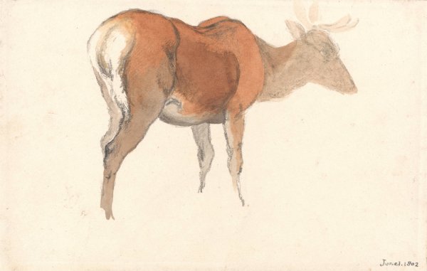 Main Product Photo of A Stag  Painting by Robert Hills