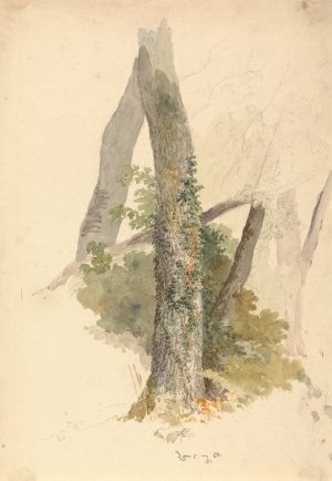 Tree Study with Ivy Clinging to Stump by Robert Hills Oil Painting