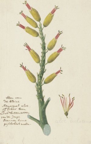 Aloe dichotoma Masson by Robert Jacob Gordon Oil Painting