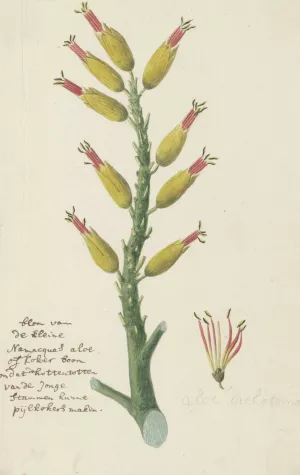 Aloe dichotoma Masson by Robert Jacob Gordon Oil Painting