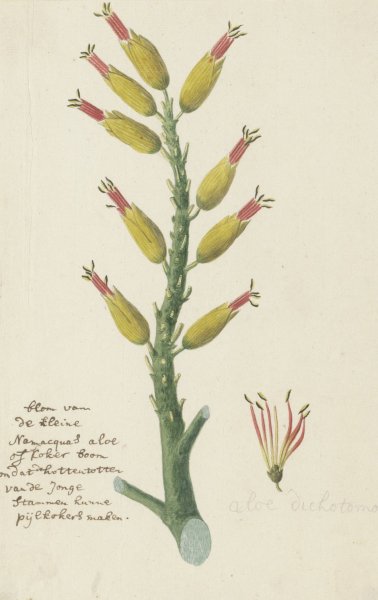 Main Product Photo of Aloe dichotoma Masson  Painting by Robert Jacob Gordon