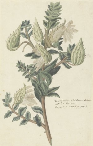 Asclepias cancellata or Gomphocarpus cancellatus Burm.f. Bruyns by Robert Jacob Gordon Oil Painting