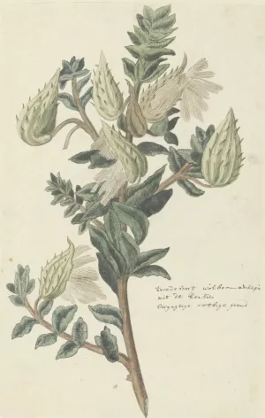 Asclepias cancellata or Gomphocarpus cancellatus Burm.f. Bruyns by Robert Jacob Gordon Oil Painting
