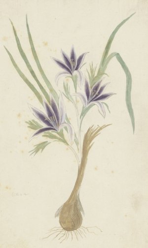 Babiana sambucina by Robert Jacob Gordon Oil Painting