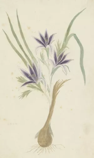 Babiana sambucina by Robert Jacob Gordon Oil Painting
