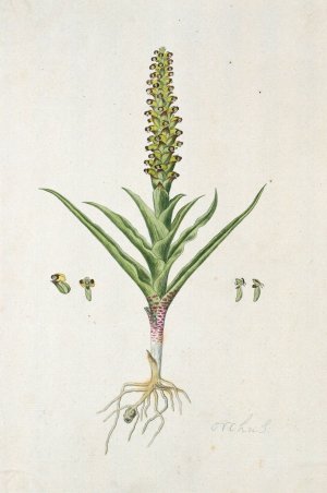 Corycium orobanchoides by Robert Jacob Gordon Oil Painting