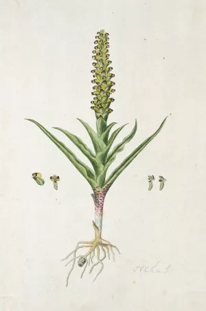 Corycium orobanchoides by Robert Jacob Gordon Oil Painting