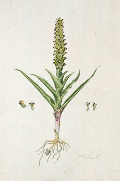Main Product Photo of Corycium orobanchoides  Painting by Robert Jacob Gordon