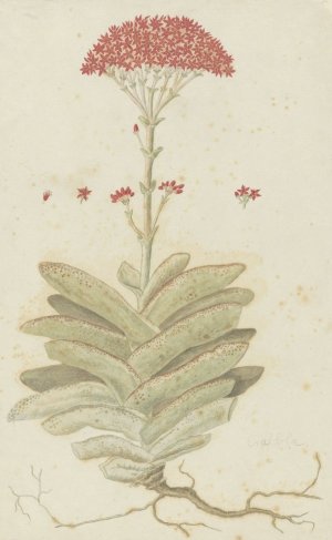 Crassula perfoliata L. by Robert Jacob Gordon Oil Painting