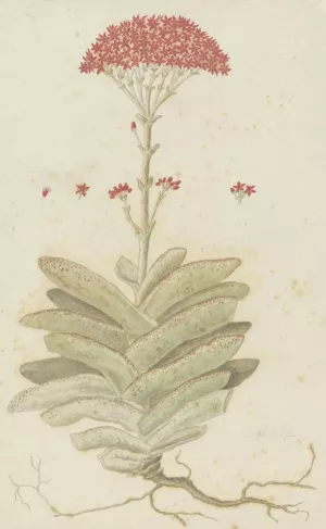 Crassula perfoliata L. by Robert Jacob Gordon Oil Painting