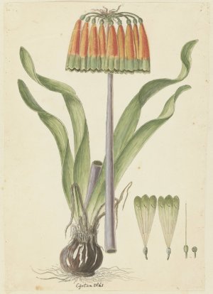 Cyranthus obliquus by Robert Jacob Gordon Oil Painting