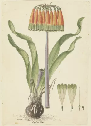 Cyranthus obliquus by Robert Jacob Gordon Oil Painting