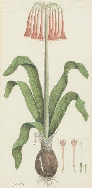 Cyrtanthus carneus Lindl by Robert Jacob Gordon Oil Painting