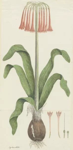 Cyrtanthus carneus Lindl by Robert Jacob Gordon Oil Painting