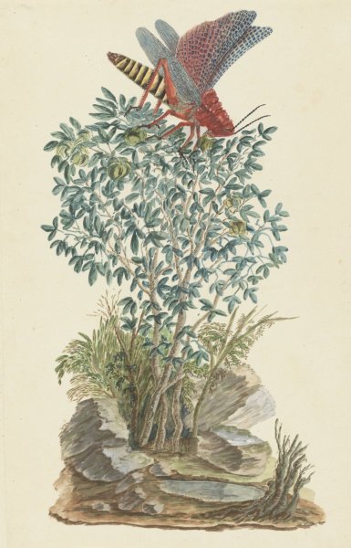 Main Product Photo of Dictyophorus spumans  Painting by Robert Jacob Gordon