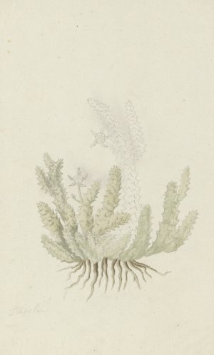 Duvalia caespitosa by Robert Jacob Gordon Oil Painting