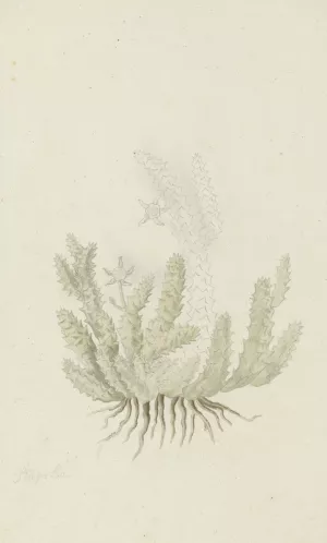 Duvalia caespitosa by Robert Jacob Gordon Oil Painting