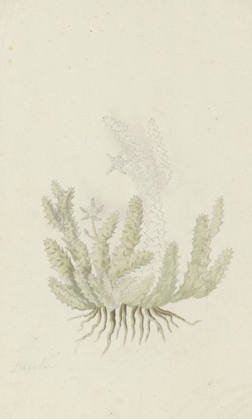 Main Product Photo of Duvalia caespitosa  Painting by Robert Jacob Gordon