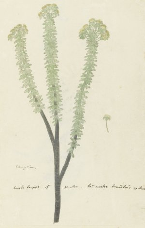 Euryops lateriflorus by Robert Jacob Gordon Oil Painting
