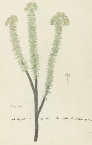 Euryops lateriflorus by Robert Jacob Gordon Oil Painting