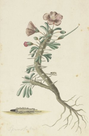 Geranium spinosum by Robert Jacob Gordon Oil Painting