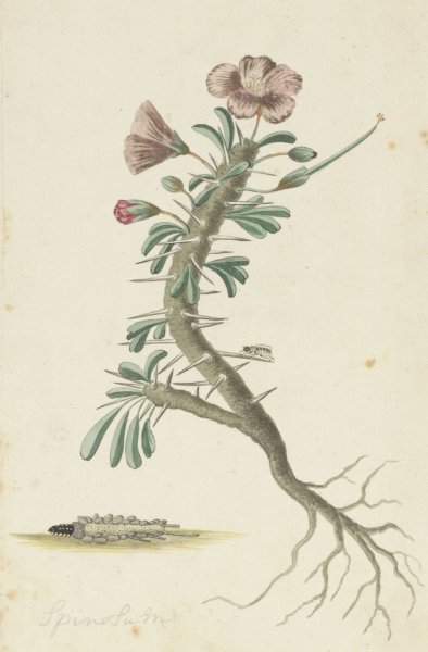 Main Product Photo of Geranium spinosum  Painting by Robert Jacob Gordon