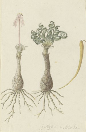 Gethyllis lanuginose Marloth (Gethyllis villosa) by Robert Jacob Gordon Oil Painting