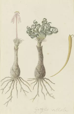 Gethyllis lanuginose Marloth (Gethyllis villosa) by Robert Jacob Gordon Oil Painting
