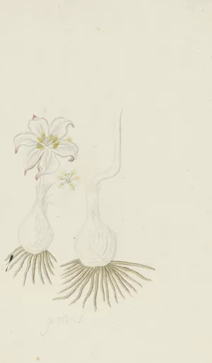 Gethyllis sp. by Robert Jacob Gordon Oil Painting