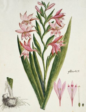 Gladiolus carneus D. Delarochev by Robert Jacob Gordon Oil Painting