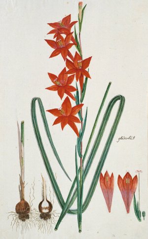 Gladiolus watsonius Thunb by Robert Jacob Gordon Oil Painting