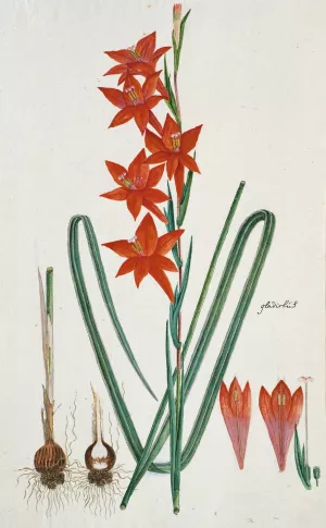 Gladiolus watsonius Thunb by Robert Jacob Gordon Oil Painting