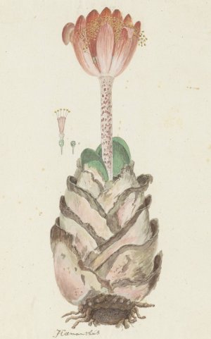Haemanthus coccineus L. by Robert Jacob Gordon Oil Painting