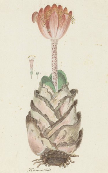 Main Product Photo of Haemanthus coccineus L.  Painting by Robert Jacob Gordon
