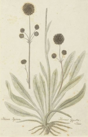 Hermas igniaria of Hermas gigantea by Robert Jacob Gordon Oil Painting