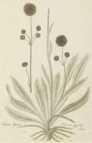 Hermas igniaria of Hermas gigantea by Robert Jacob Gordon Oil Painting