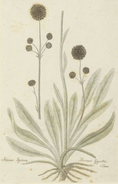 Main Product Photo of Hermas igniaria of Hermas gigantea  Painting by Robert Jacob Gordon