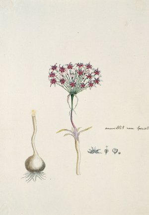 Hessea cinnamomea by Robert Jacob Gordon Oil Painting
