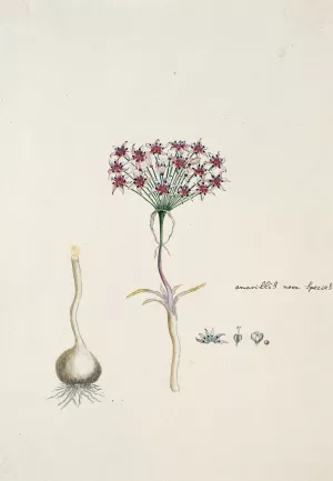 Hessea cinnamomea by Robert Jacob Gordon Oil Painting