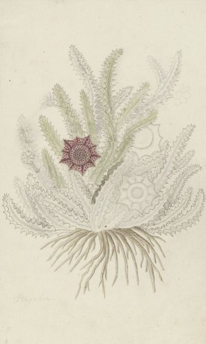 Huernia guttata by Robert Jacob Gordon Oil Painting