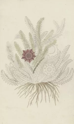 Huernia guttata by Robert Jacob Gordon Oil Painting