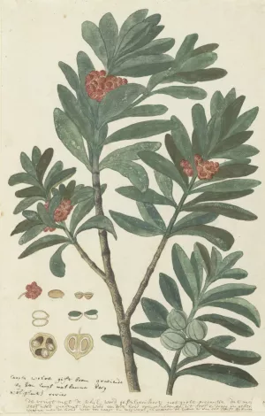 Hyenanche globosa Lam. or Toxicodendrum capense of globosum by Robert Jacob Gordon Oil Painting
